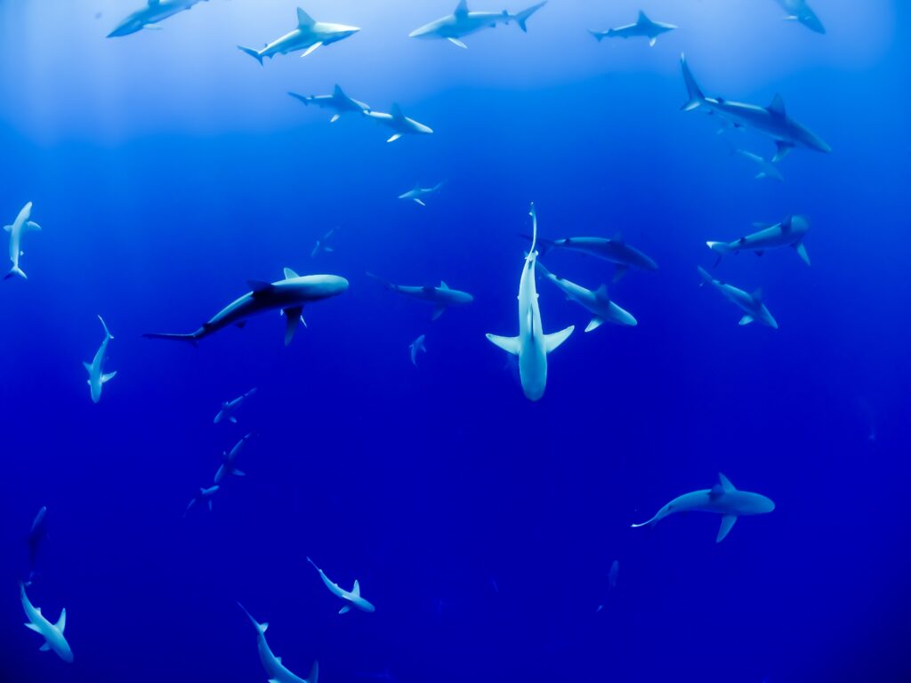 Creating Value Through Divestitures